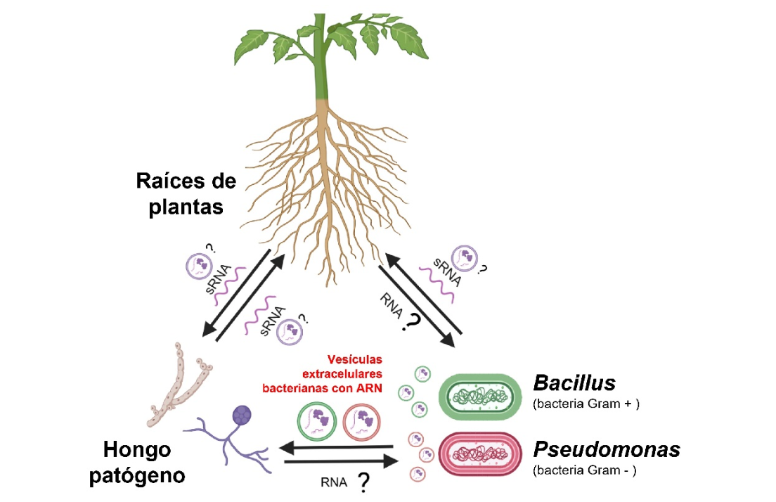 España: Estudio demuestra que las bacterias del suelo utilizan ARN para el control biológico de hongos patógenos