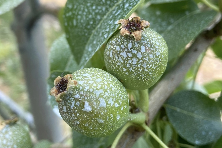 Nueva solución bioestimulante protege los árboles frutales de los rayos UV