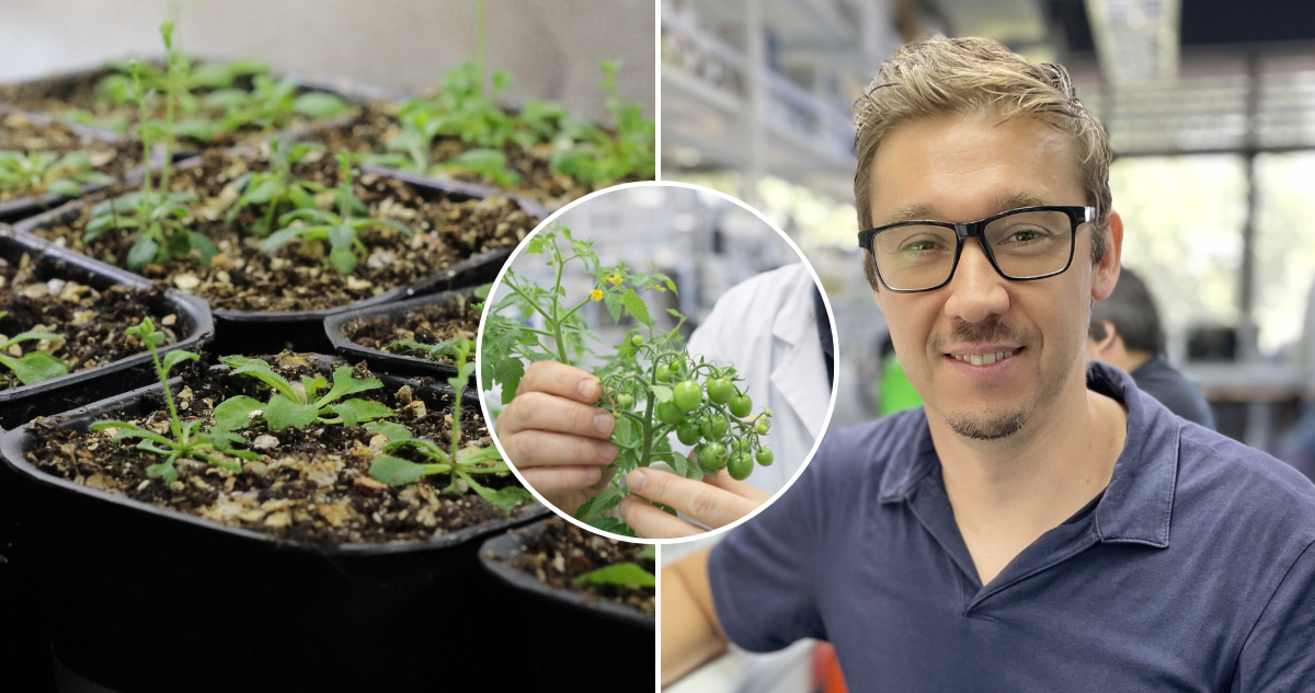 Investigadores chilenos descubren un “interruptor biológico” que ayuda a las plantas a sobrevivir a la sequía