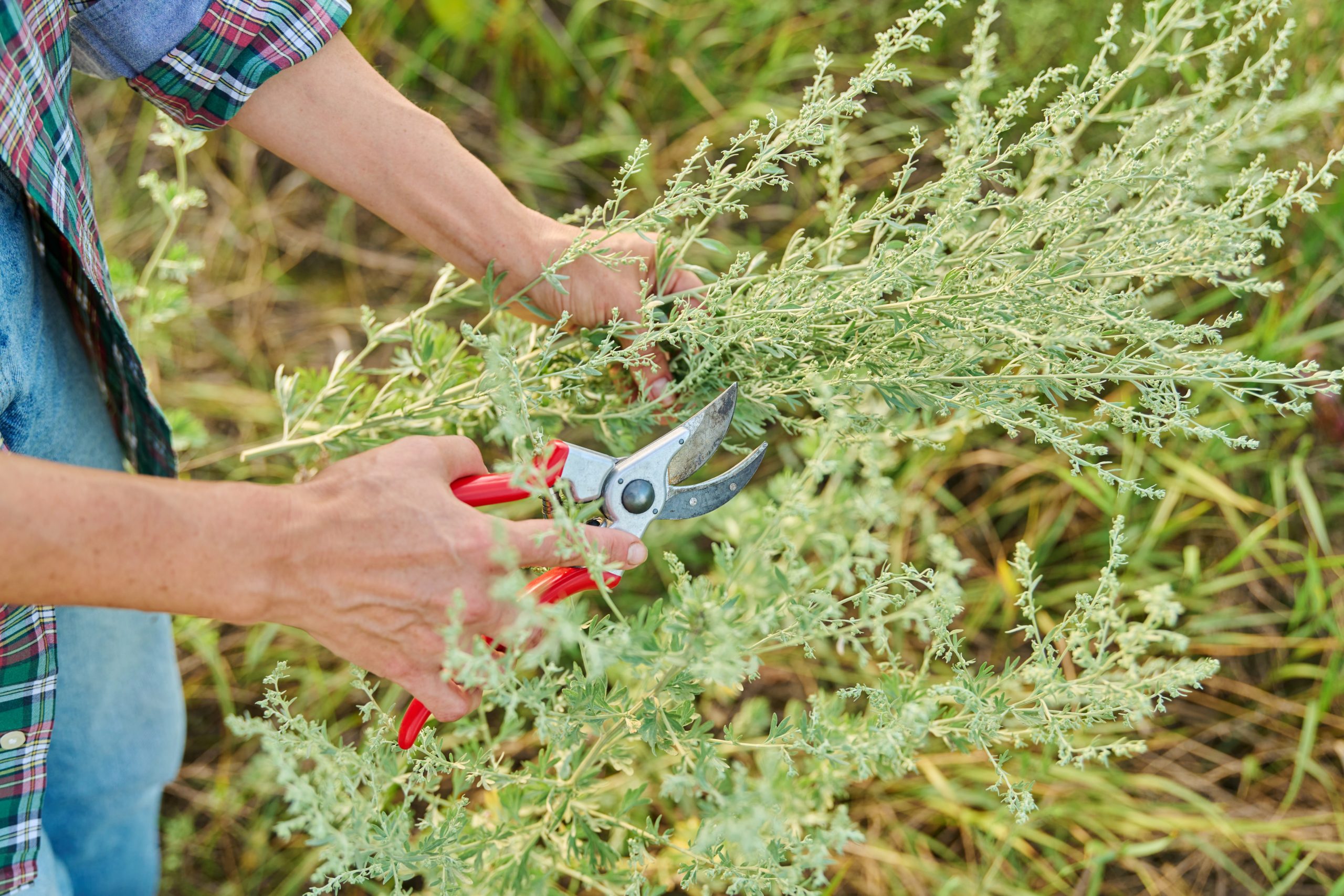 Endófito del ajenjo: nueva herramienta para potenciar productividad y manejo sanitario
