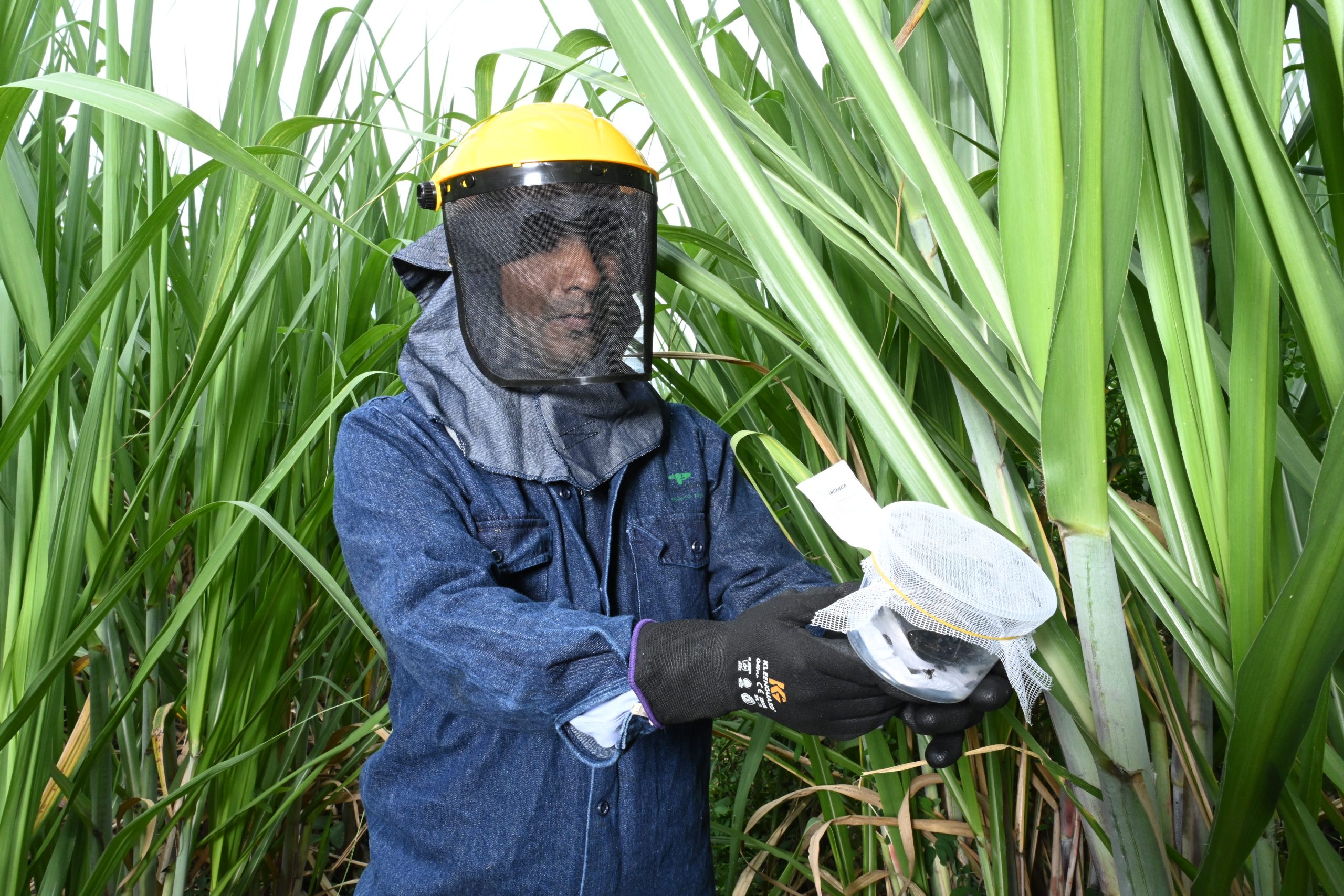 Colombia: Ingenio azucarero implementa el control biológico para el manejo de plagas en los cultivos