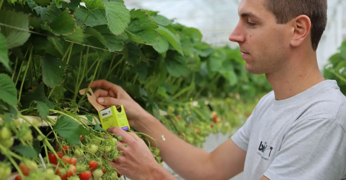 Biobest lanza una nueva versión de su embalaje Aphidoletes-System lo que favorece el control de áfidos