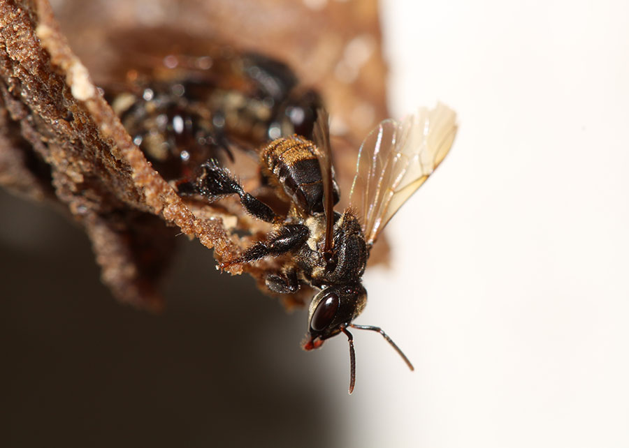 Los fungicidas podrían eliminar microorganismos que son esenciales para las abejas sin aguijón