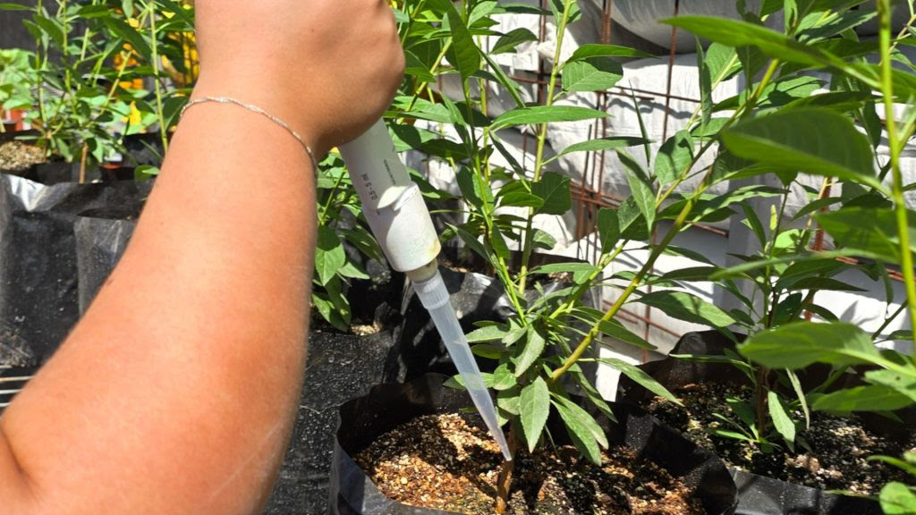 Bioinoculantes “a la carta”: la ciencia que protege los cultivos desde la raíz para enfrentar la sequía