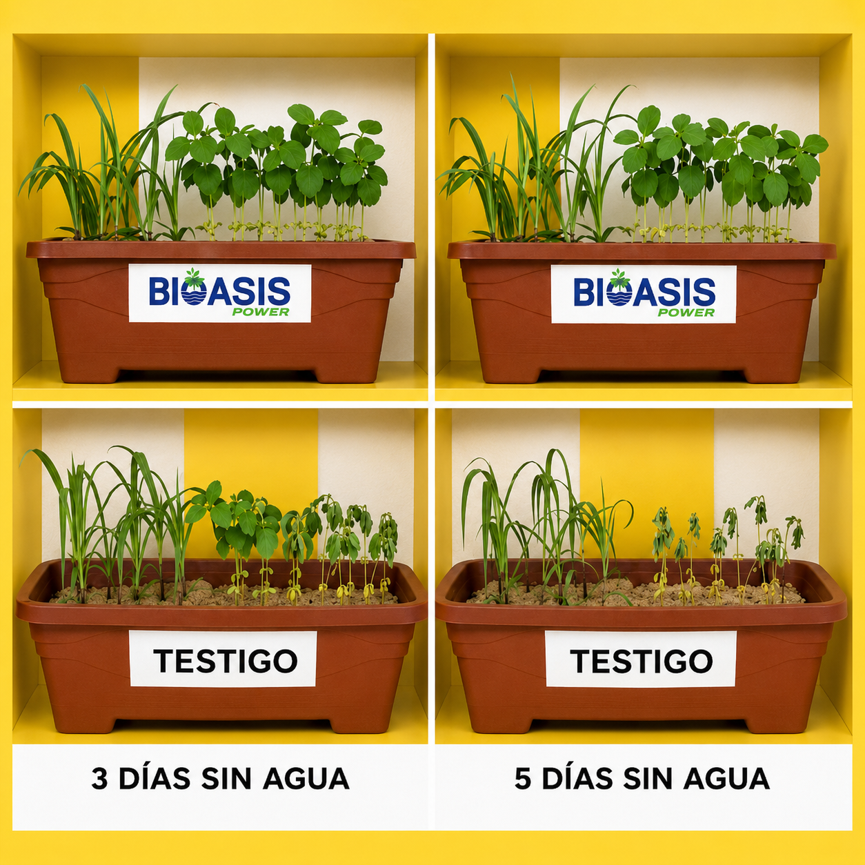 Biomagna presenta Bioasis como herramienta biológica para mitigar el estrés en cultivos extensivos