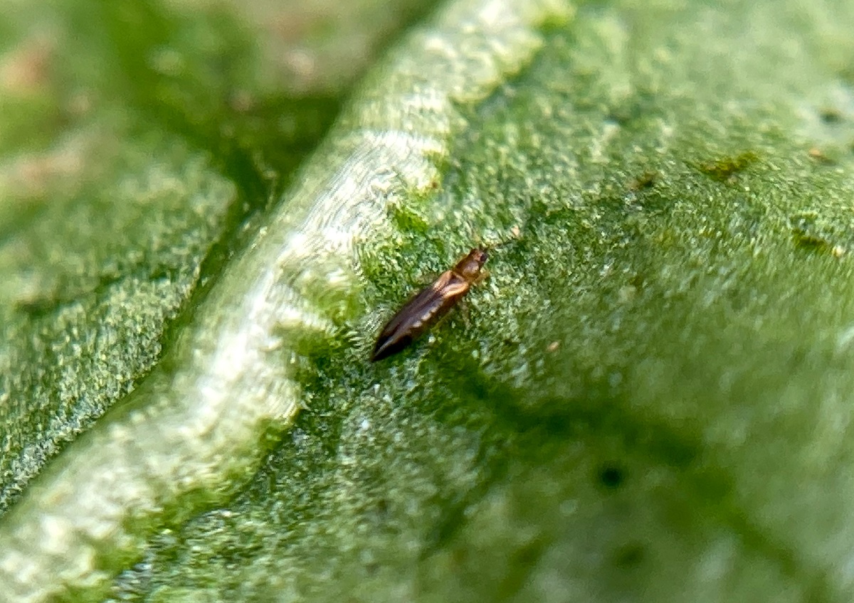 España refuerza el biocontrol frente al avance de Thrips parvispinus en pimiento