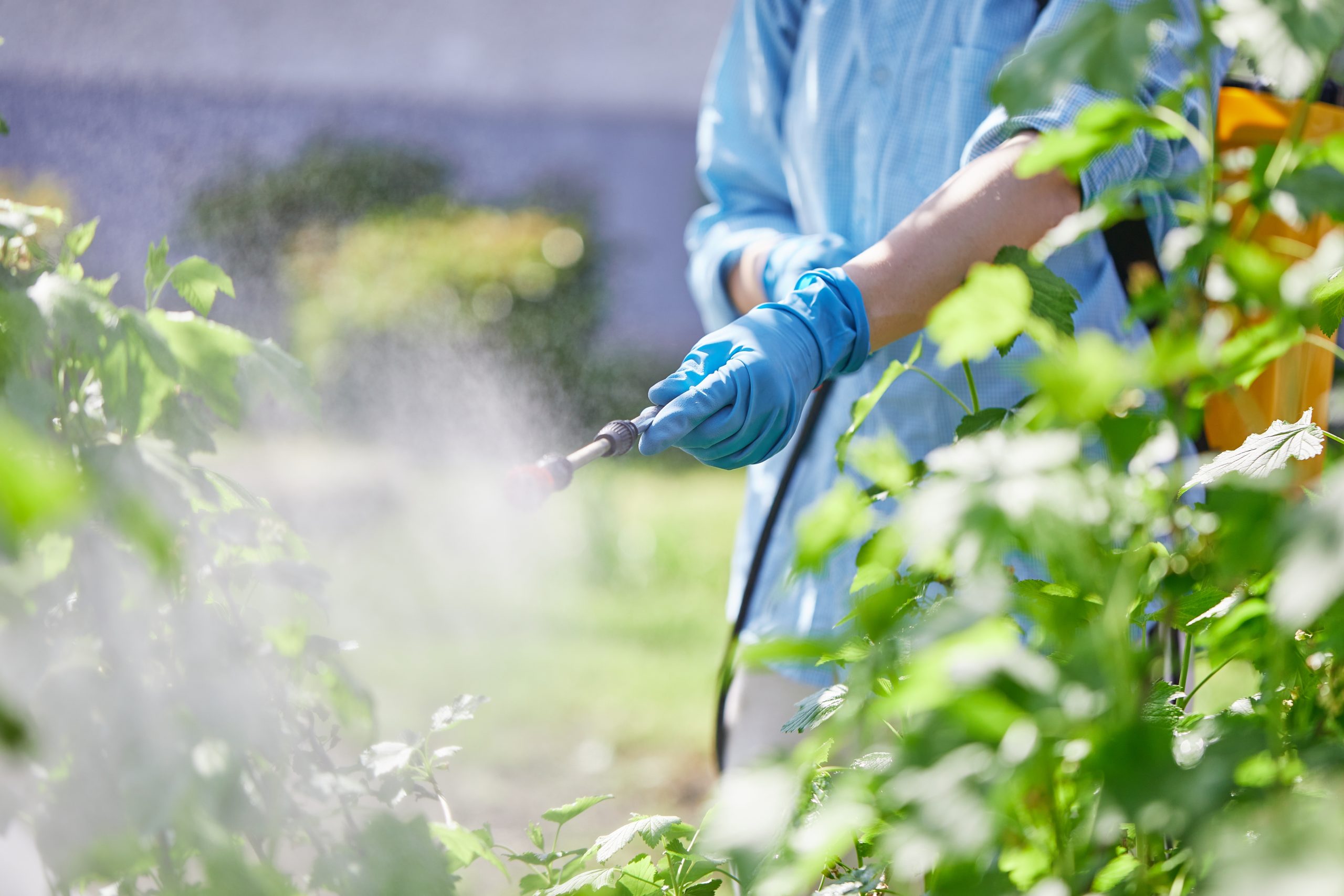 Aumento del 8% en 2024: Mayor presión de enfermedades impulsa repunte en ventas de pesticidas en la Unión Europea