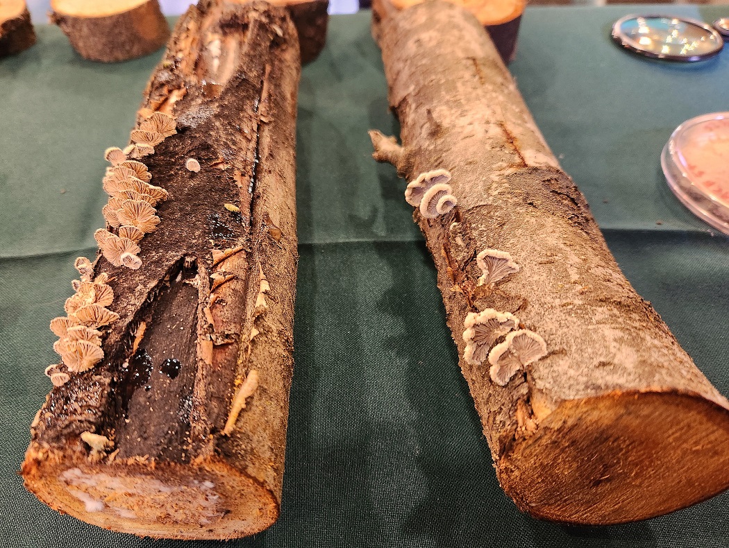 Investigadores de INIA desarrollan inoculante biológico para enfrentar hongos de la madera en árboles frutales