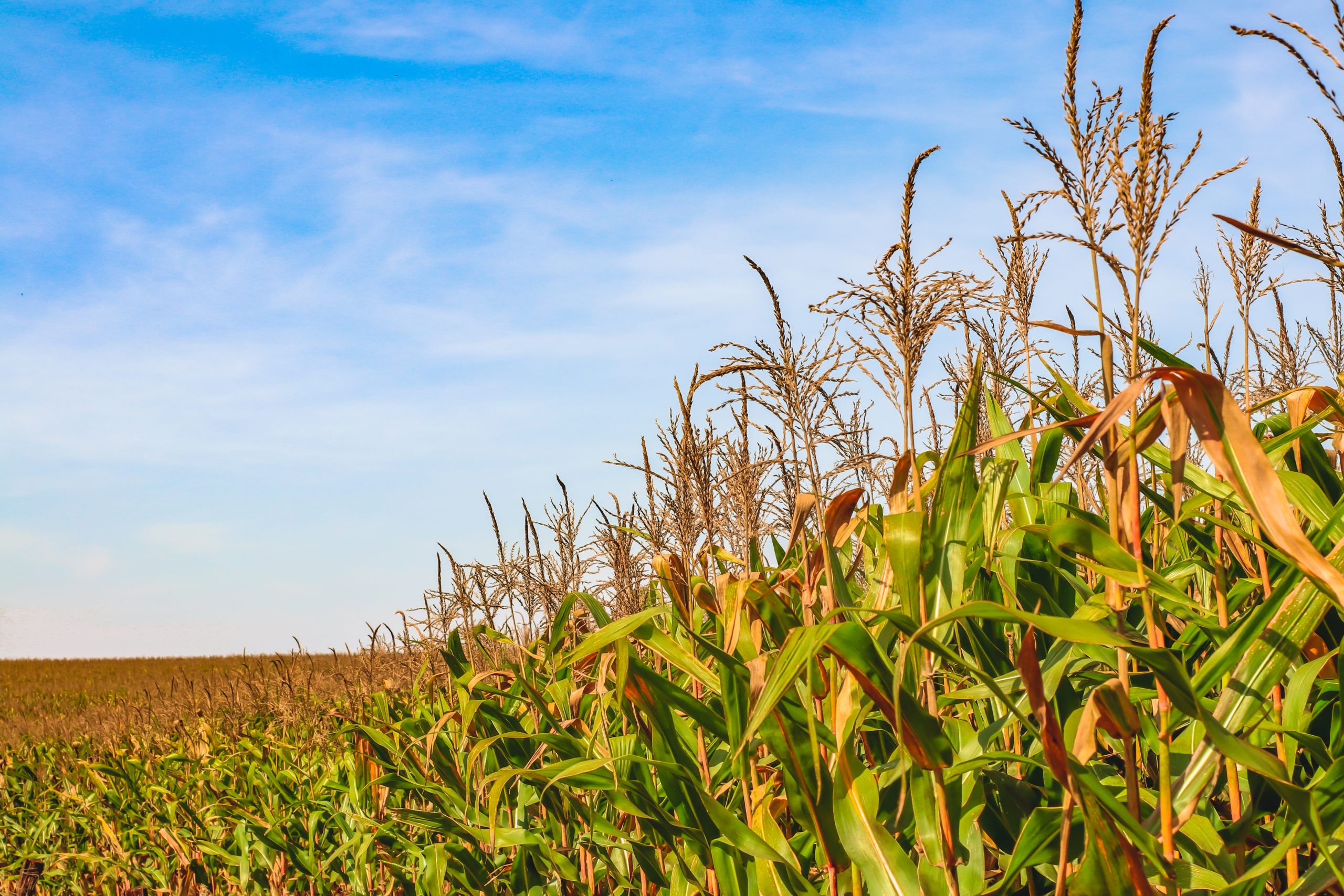 Syngenta lanza en Brasil Avakitt Neo, su nueva solución con hongos micorrícicos para mejorar la eficiencia nutricional de los cultivos