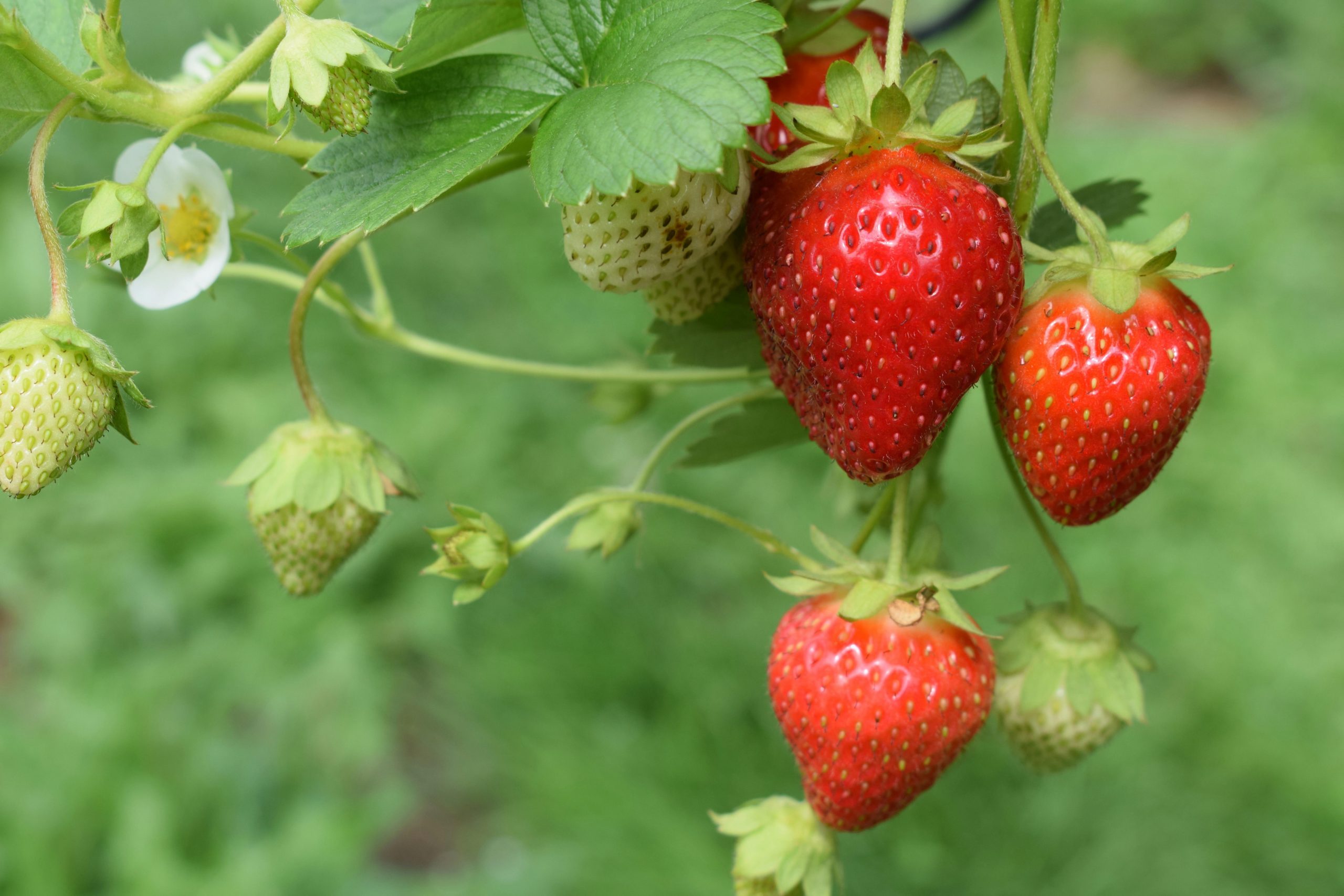 Bioestimulantes de precisión: La estrategia microbiana que reprograma las defensas de la frutilla frente a la sequía