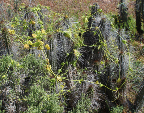 Identifican bacterias de planta nativa en la costa chilena que potenciarían resistencia al estrés en cultivos