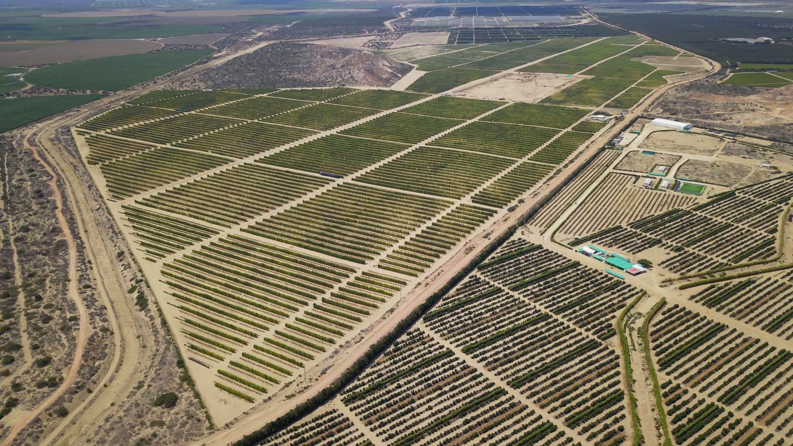 Perú: actor global de la hortofruticultura