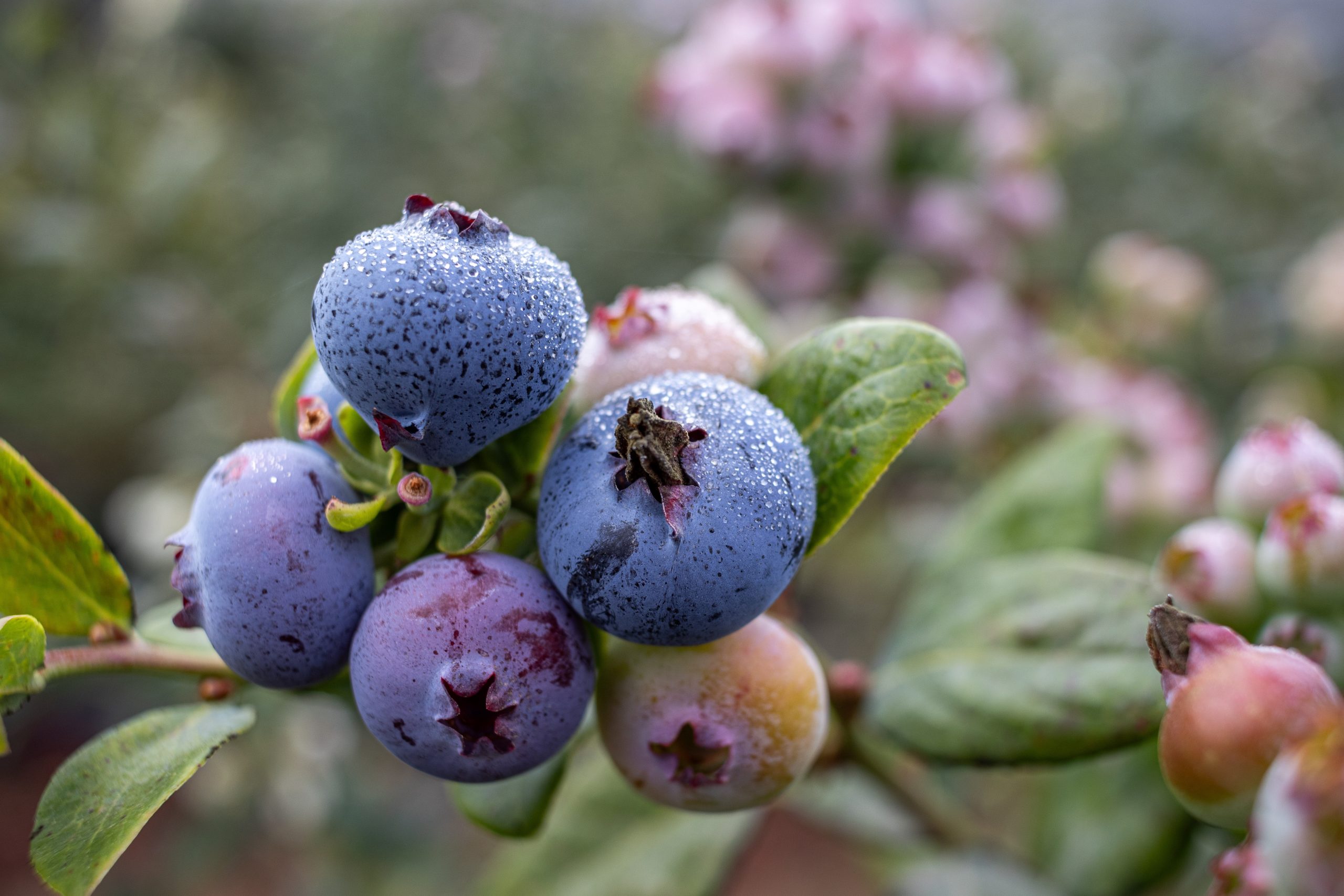 Lallemand Plant Care desembarca en Perú con una propuesta biotecnológica de vanguardia para la fruticultura de exportación