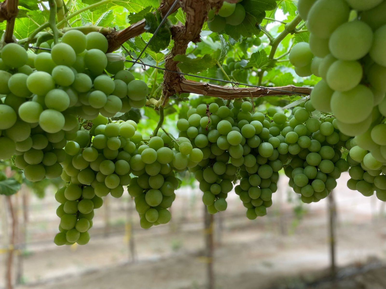 Uvas verdes sin golpe de sol, con más peso, calibre y dulzor