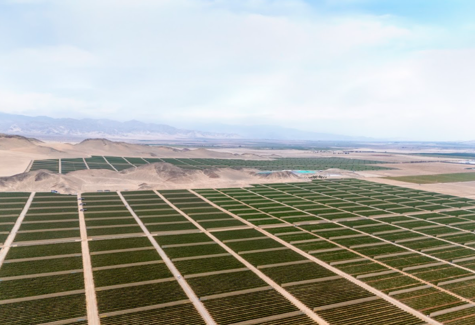 Biofábricas en campo: el control biológico puertas adentro