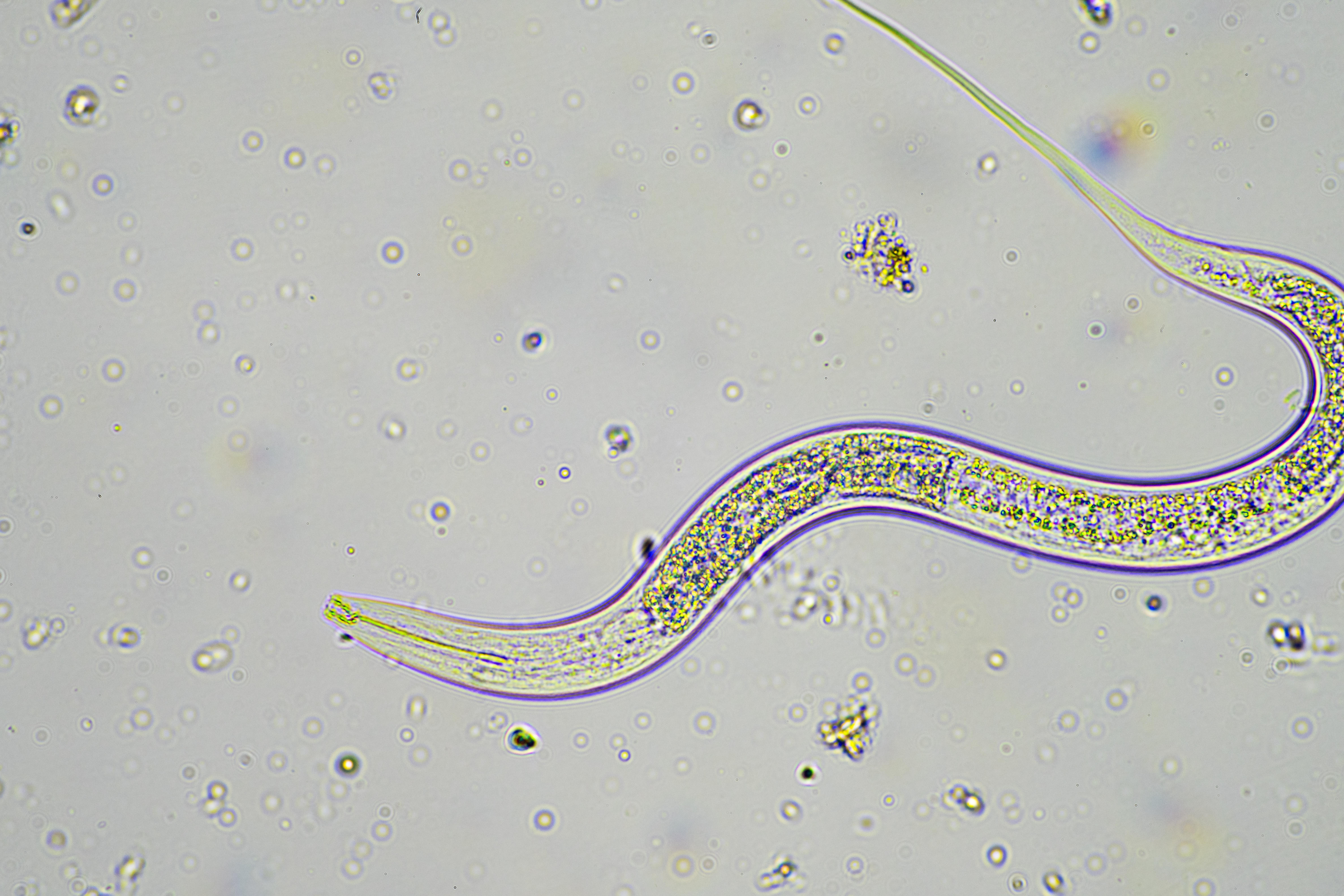 ¿Puede un programa biológico competir y hasta superar al control químico de nematodos?
