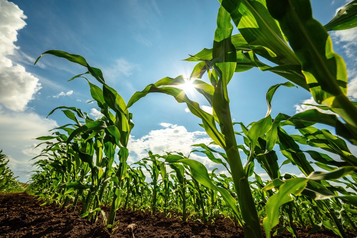 Pivot Bio prueba su tecnología de nitrógeno microbiano en 500 campos de maíz de Kenia