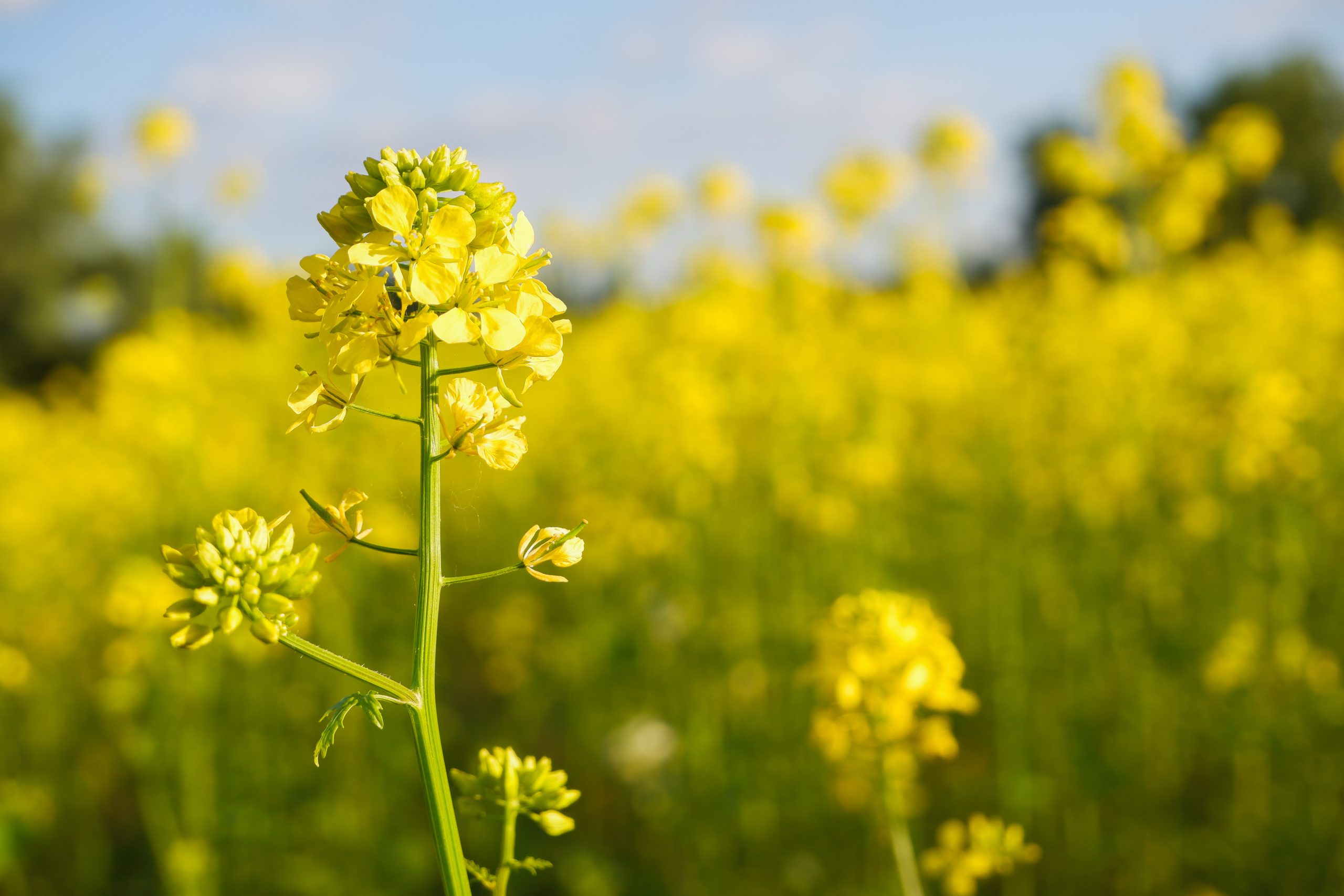Probióticos para plantas: la bacteria que ayuda a los cultivos a crecer con menos nitrógeno