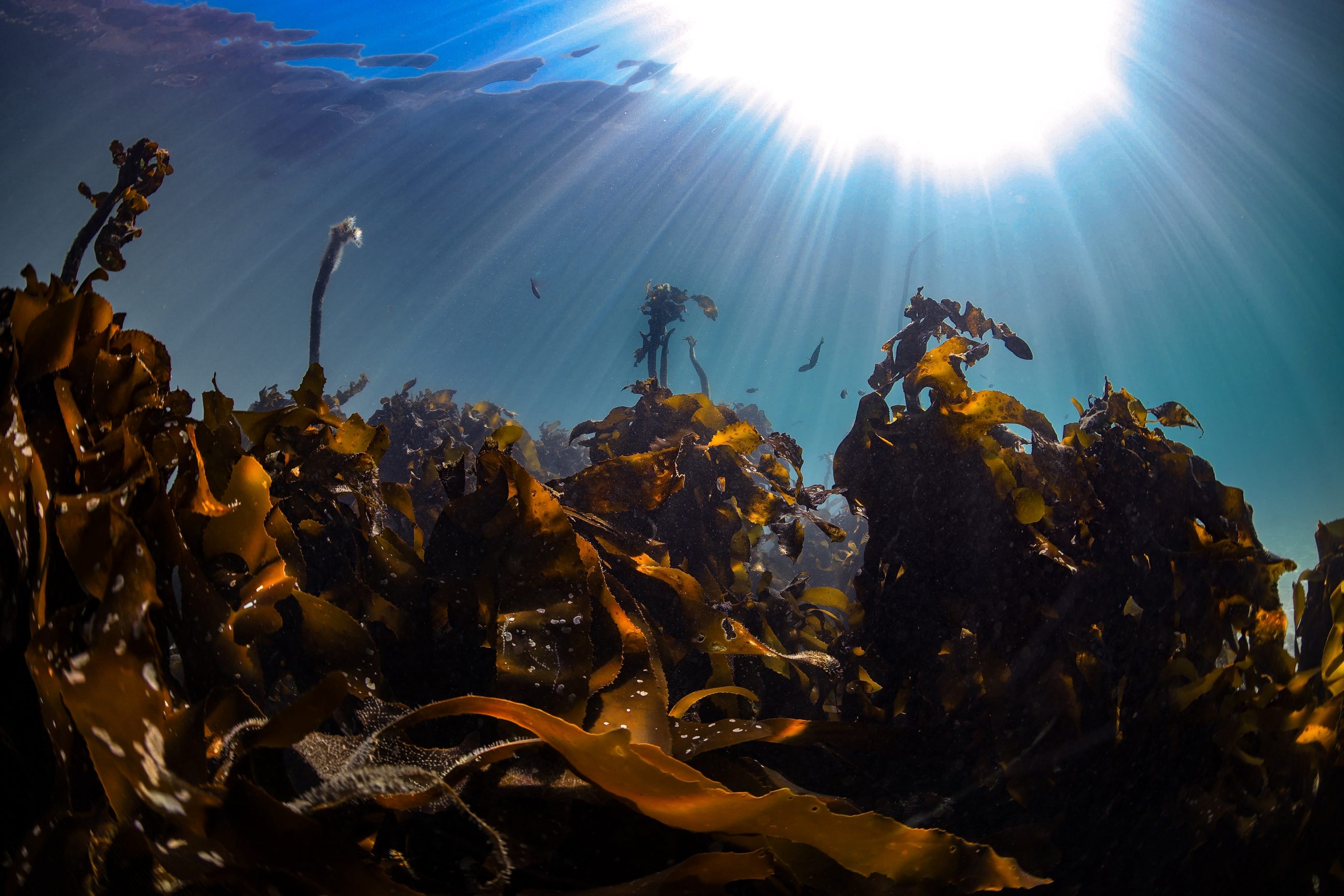 SAS Group compra la mayoría de Afrikelp y suma los extractos de algas sudafricanas a su portafolio